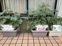 image_50727937