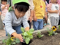お花植え②