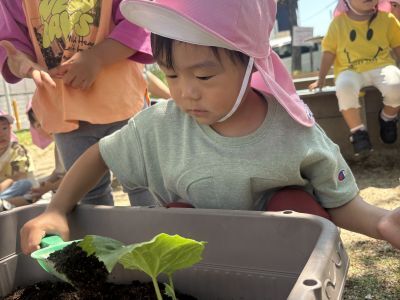 野菜植え① 